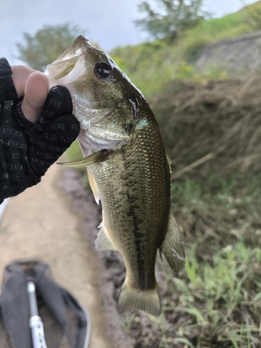 ラージマウスバスの釣果