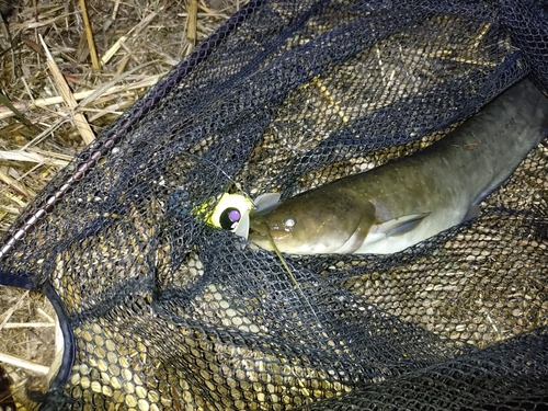 ナマズの釣果