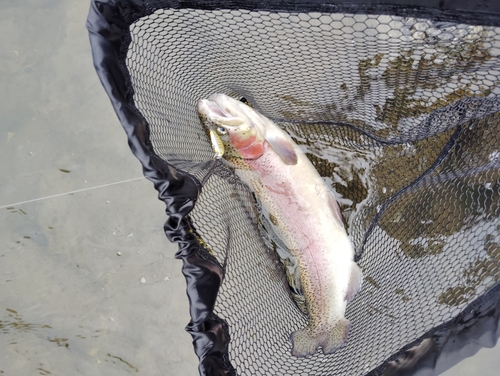 ニジマスの釣果