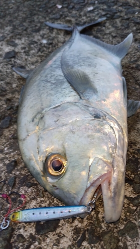 メッキの釣果