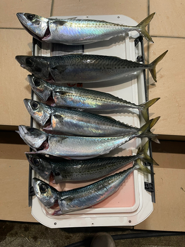 ゴマサバの釣果