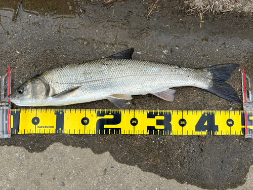 ウグイの釣果