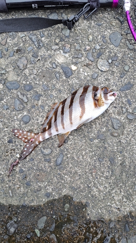 タカノハダイの釣果