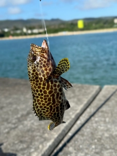 イシミーバイの釣果