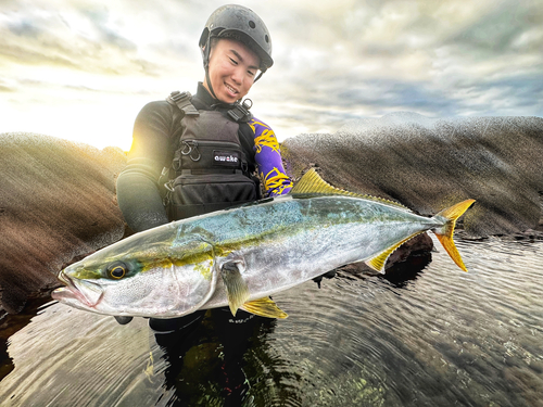 ワラサの釣果