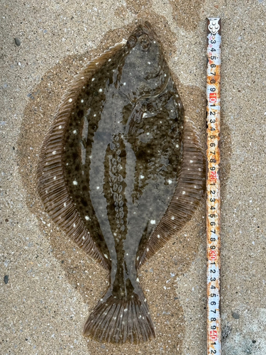 カレイの釣果