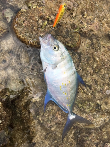 カスミアジの釣果