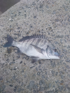 メイタの釣果