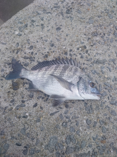 メイタの釣果