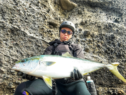 ワラサの釣果