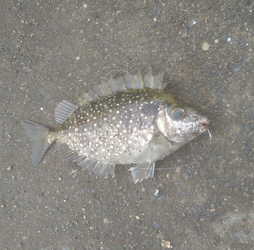 アイゴの釣果