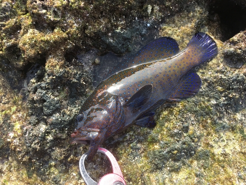 アオノメハタの釣果