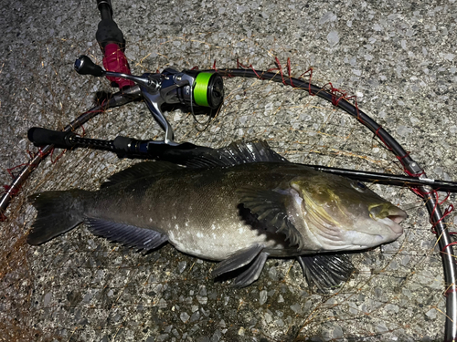 アイナメの釣果