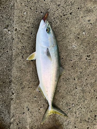 ツバスの釣果