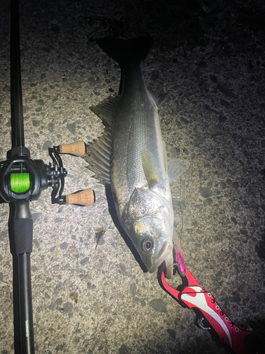 シーバスの釣果