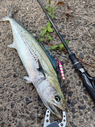 サゴシの釣果