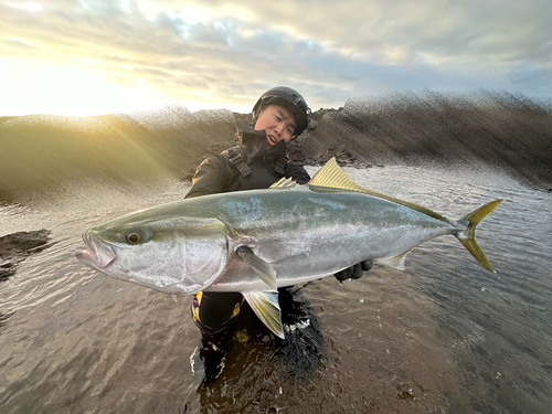 ワラサの釣果