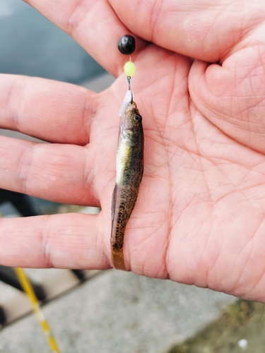 マハゼの釣果