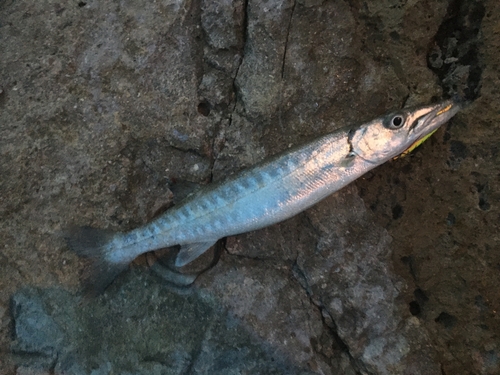 オニカマスの釣果