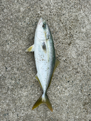 ハマチの釣果