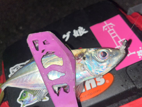 マアジの釣果