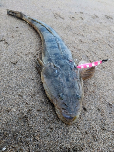 マゴチの釣果