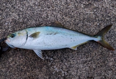 ハマチの釣果