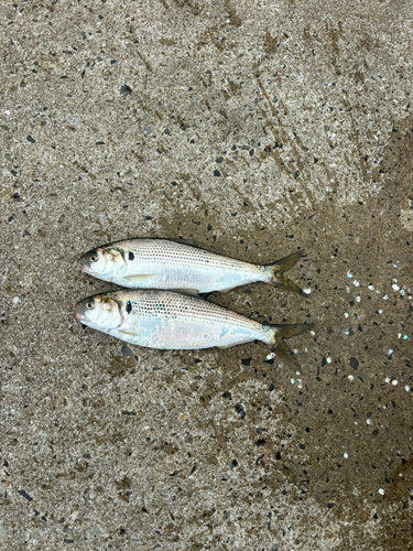 コノシロの釣果