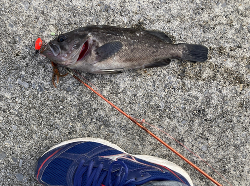 クロソイの釣果