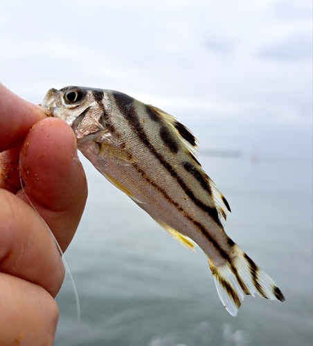 コトヒキの釣果