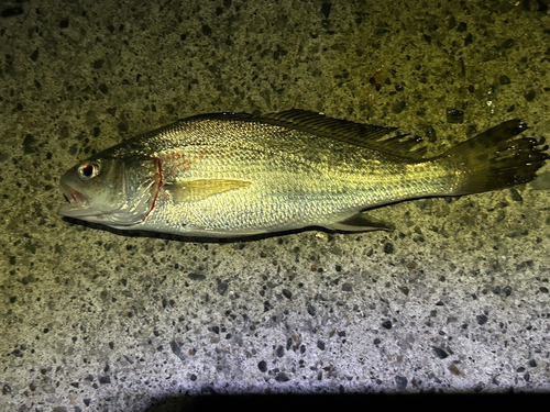 ゴンズイの釣果