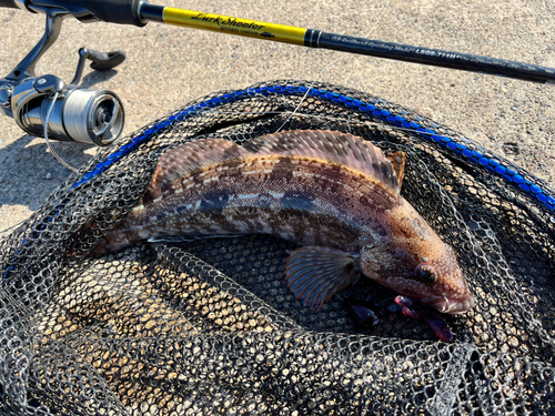 アイナメの釣果