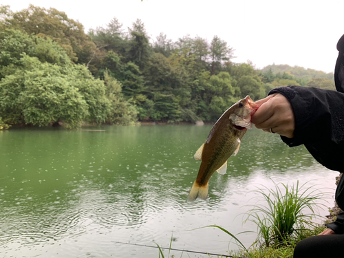 ラージマウスバスの釣果