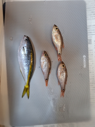 タカベの釣果