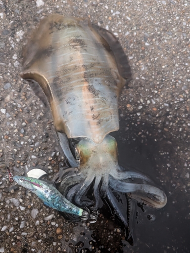 アオリイカの釣果