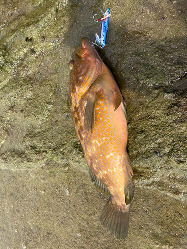 アコウの釣果