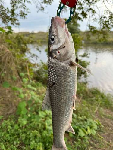 ニゴイの釣果