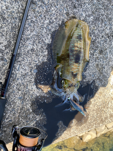 アオリイカの釣果