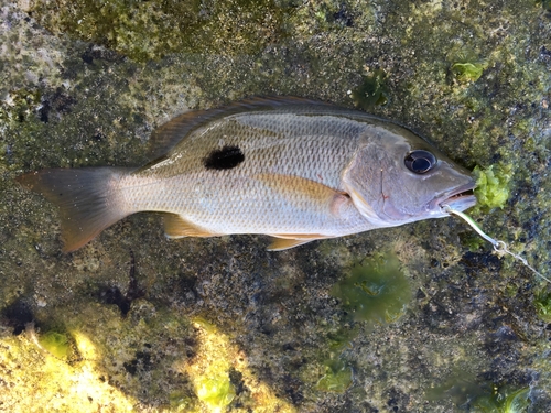 イッテンフエダイの釣果