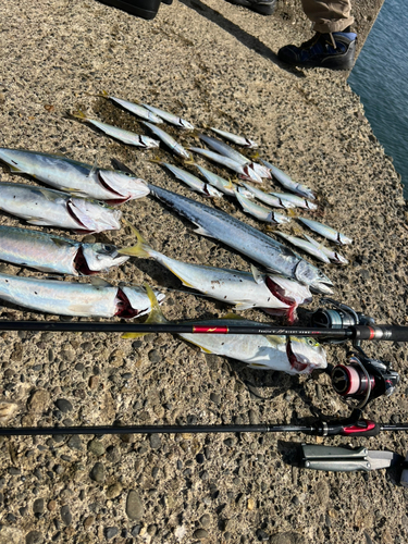 サゴシの釣果