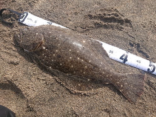 ヒラメの釣果