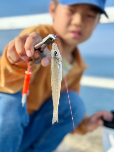 キスの釣果