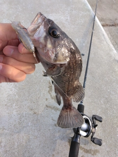 クロソイの釣果