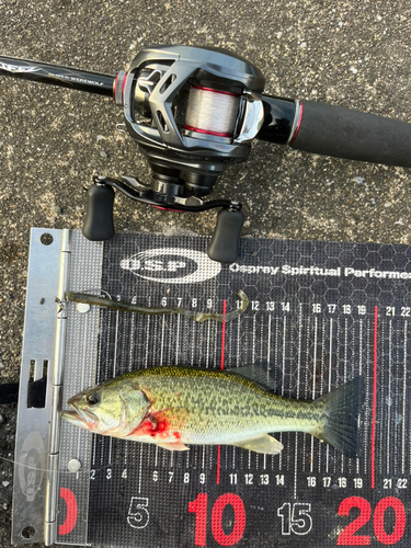 ラージマウスバスの釣果