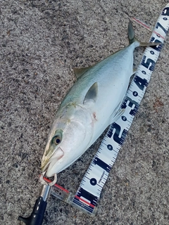 メジロの釣果