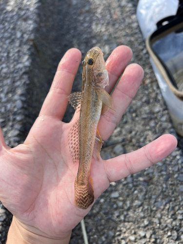 マハゼの釣果