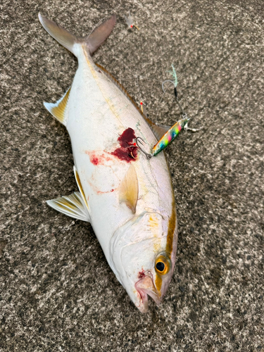 ショゴの釣果