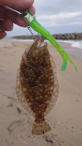 ソゲの釣果