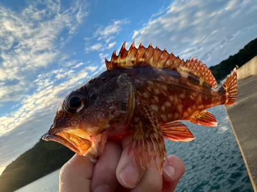 ガシラの釣果