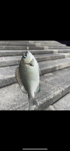 メジナの釣果